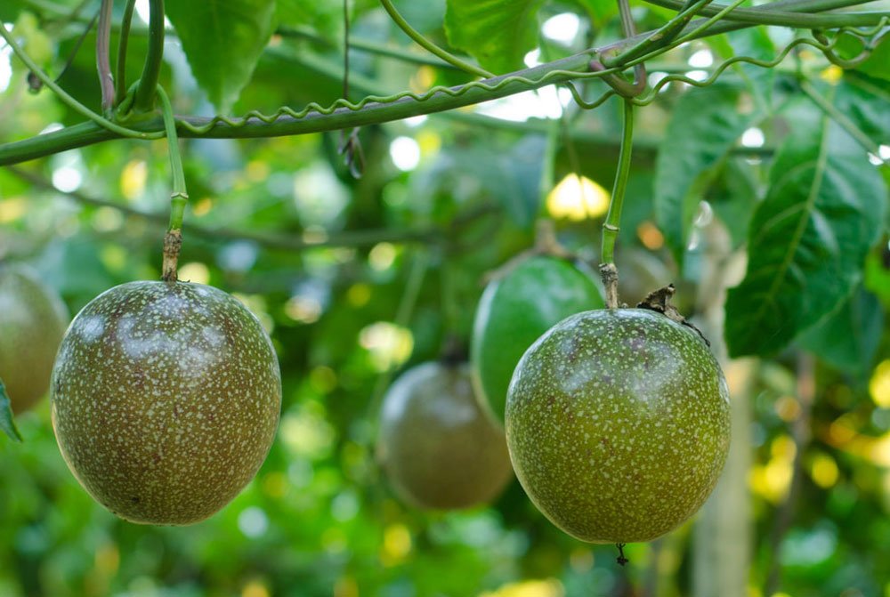 Granadilla exporter with GlobalGAP certification