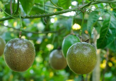 Freshness, Quality, and Compliance for Wholesale Buyers