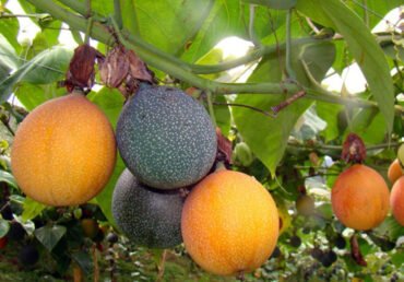 Certified Exotic Fruits: Where to Buy and How to Ensure Quality
