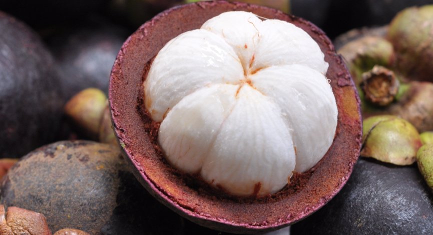 mangosteen exotic fruit exporter