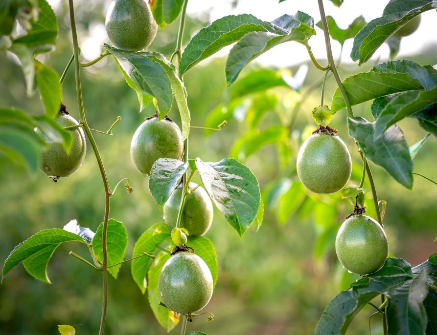 passion-fruit-growing-alnattural.jpg